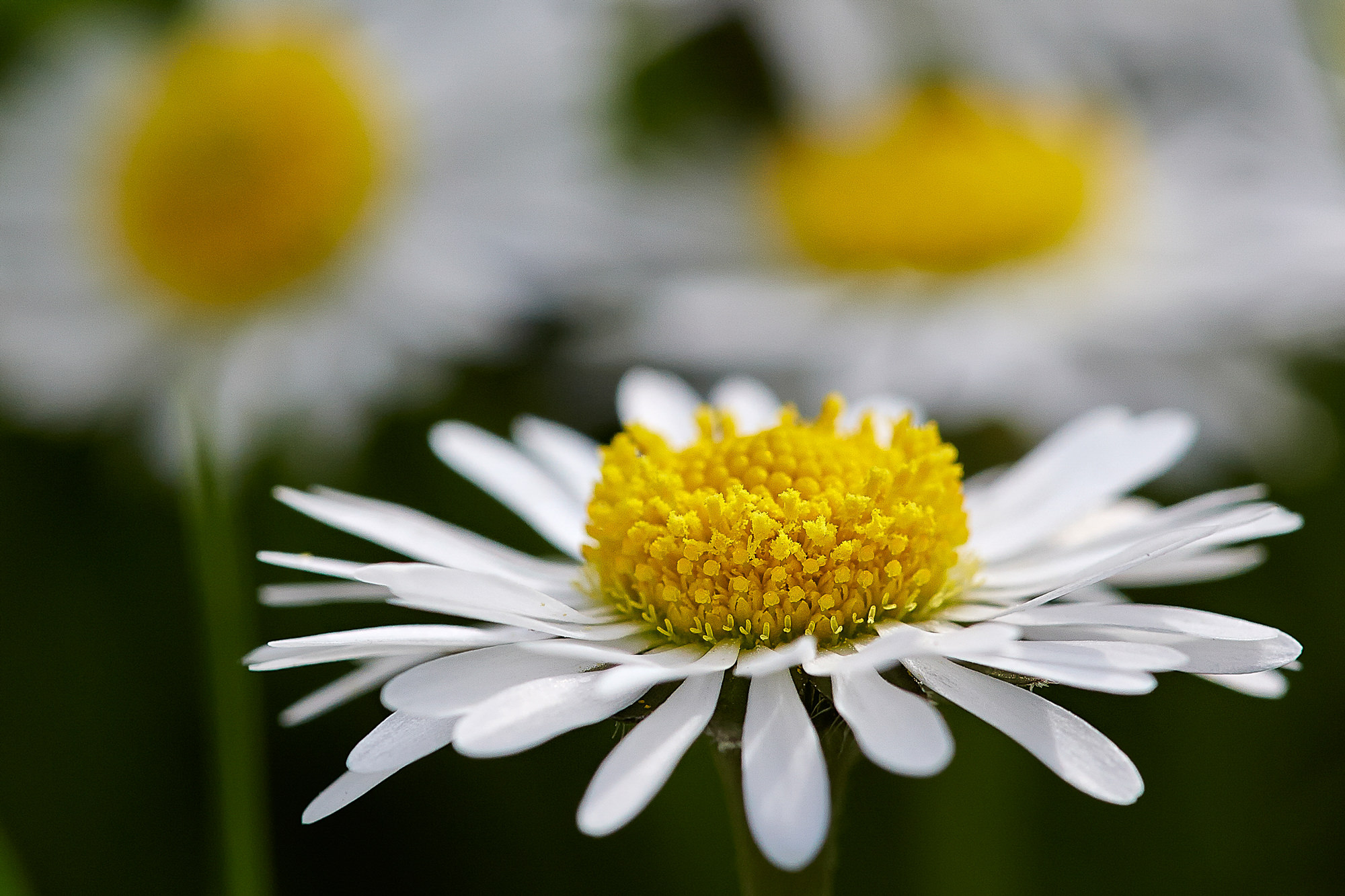daisy / Gänseblümchen