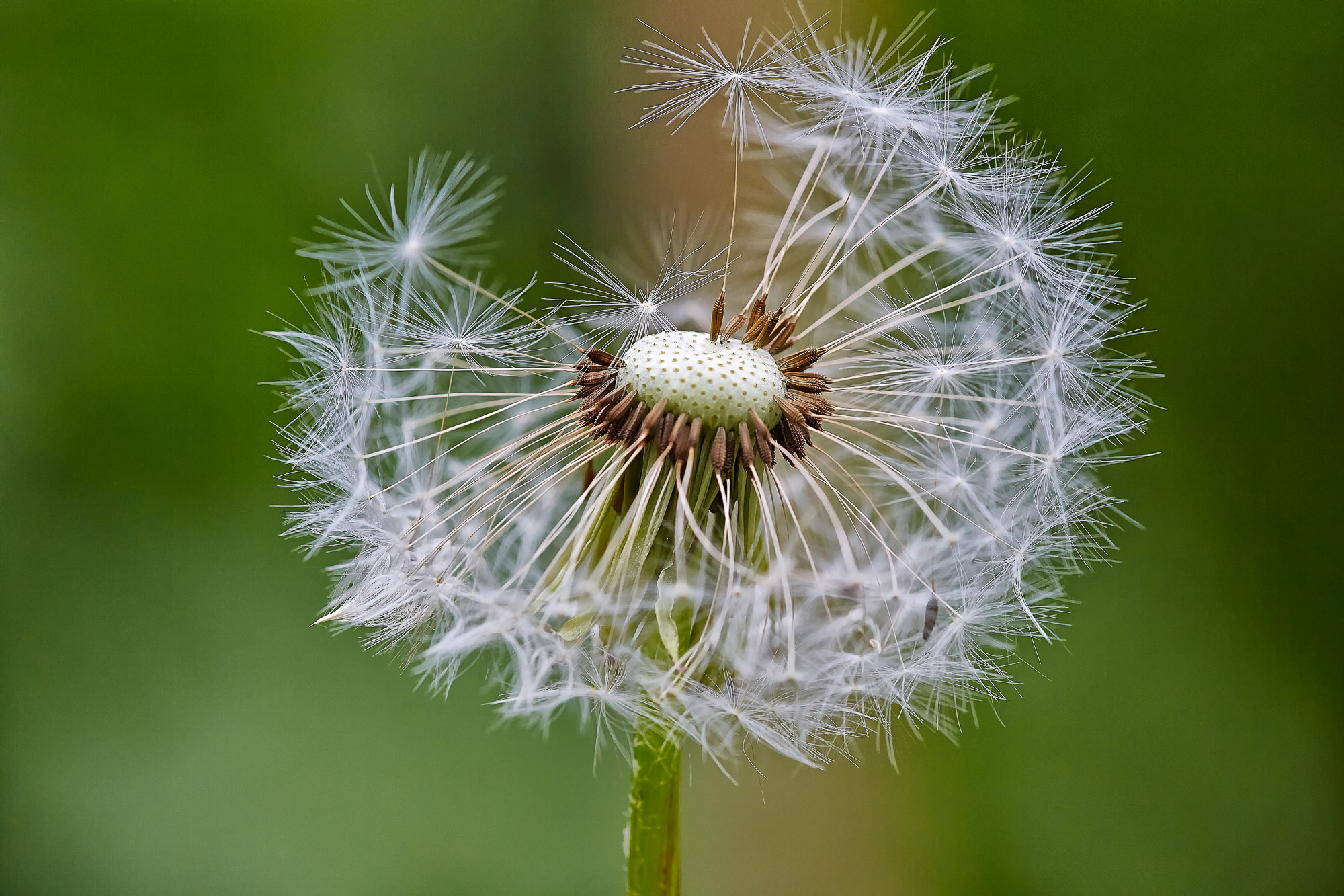 Dandelion