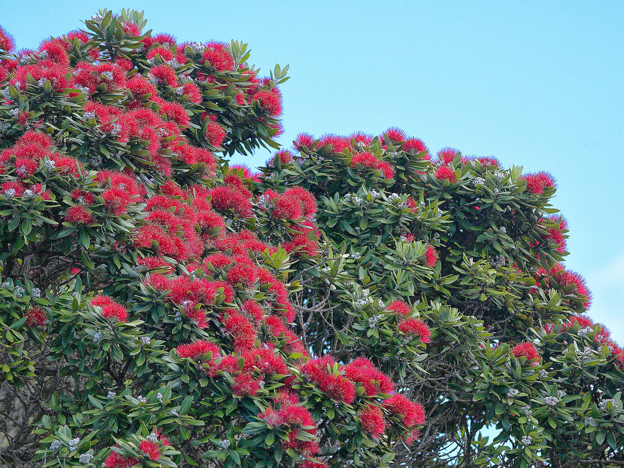 Pohutukawa, New Zealand