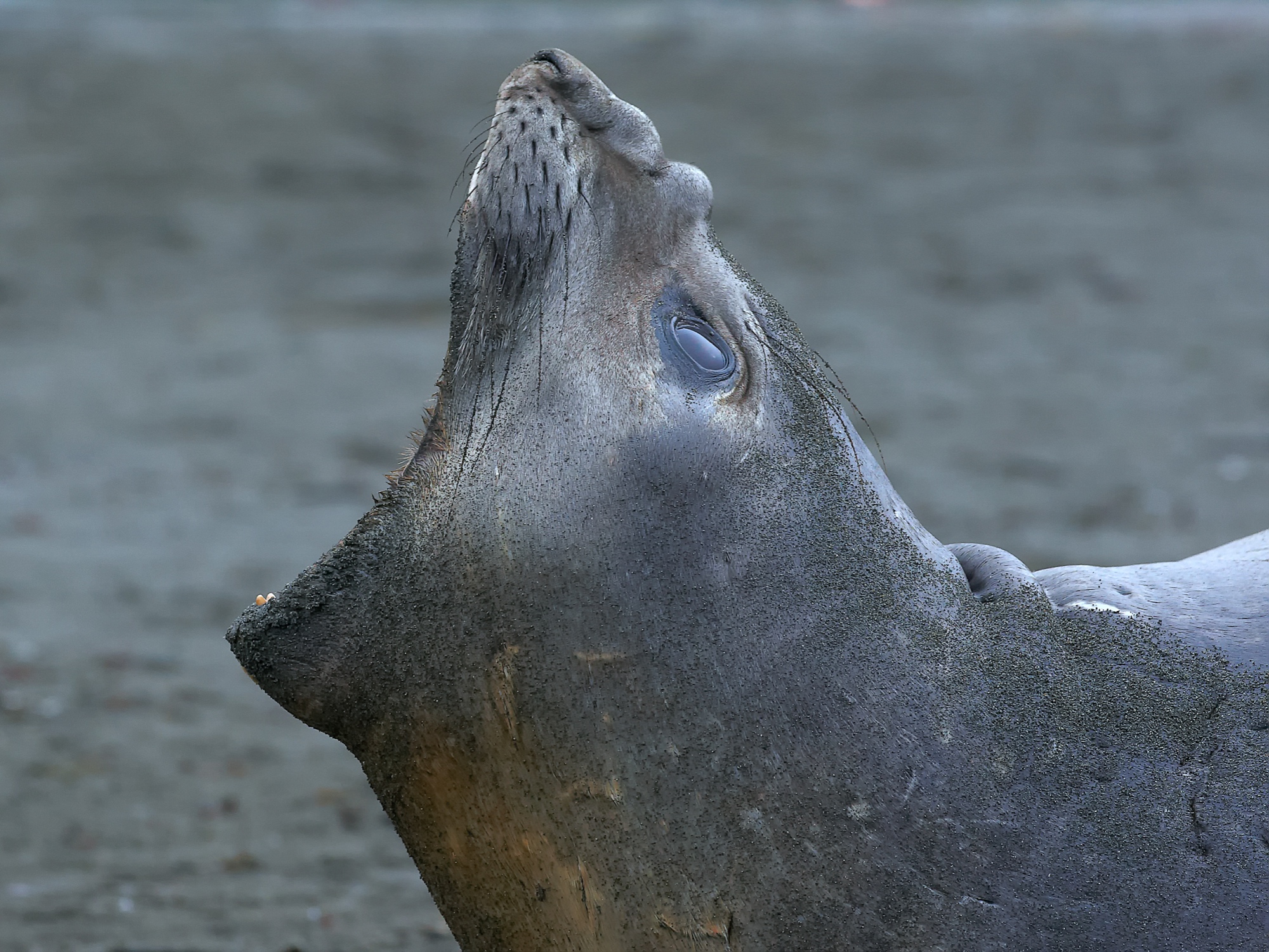 elephant seal