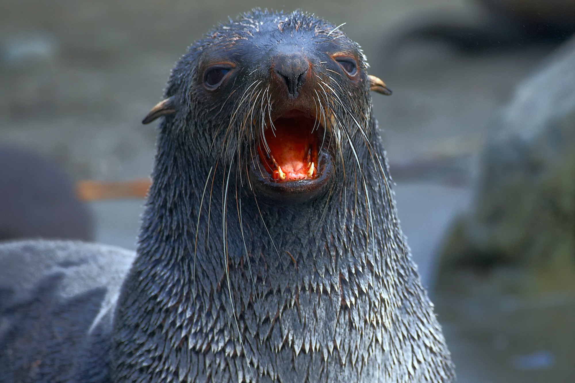 fur seal