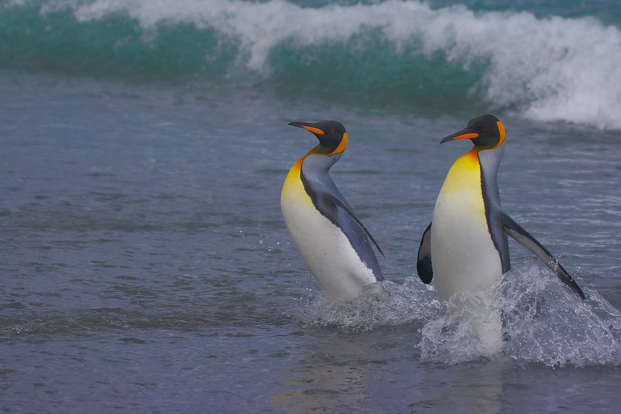 king penguins at Salisbury Plain