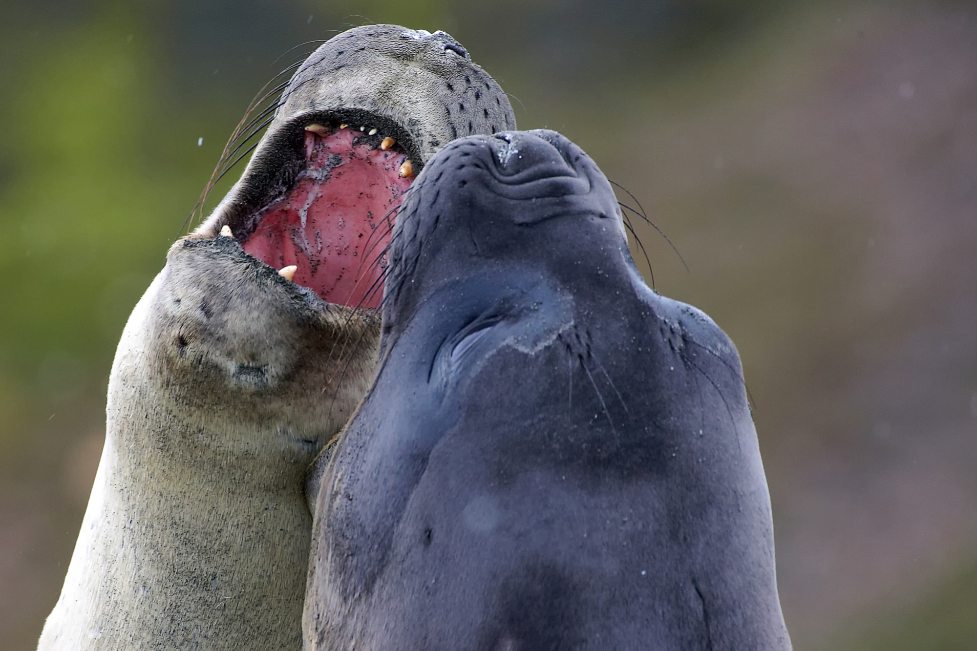 elephant seals fighting at St. Andrews Bay