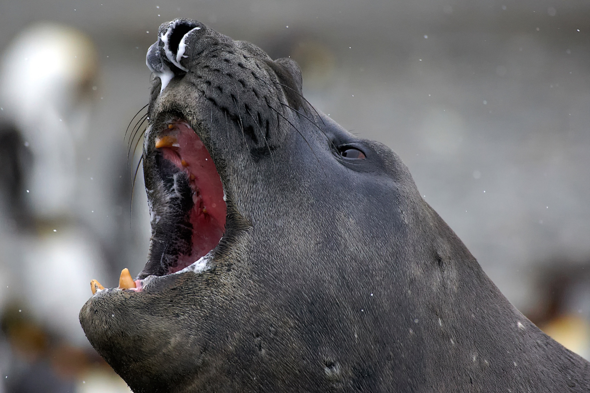 threatening gesture of an elephant seal