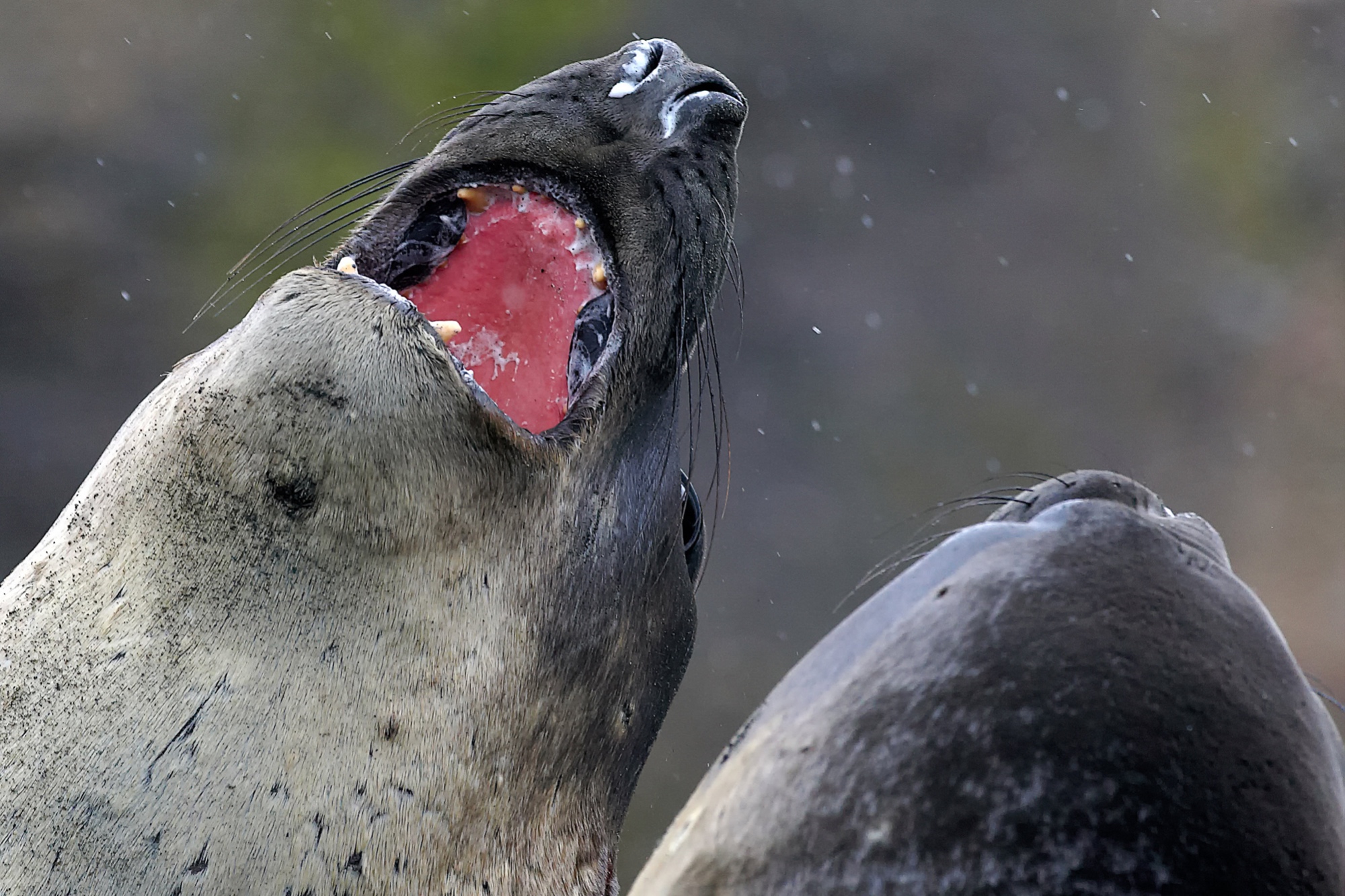 elephant seals fighting at St. Andrews Bay