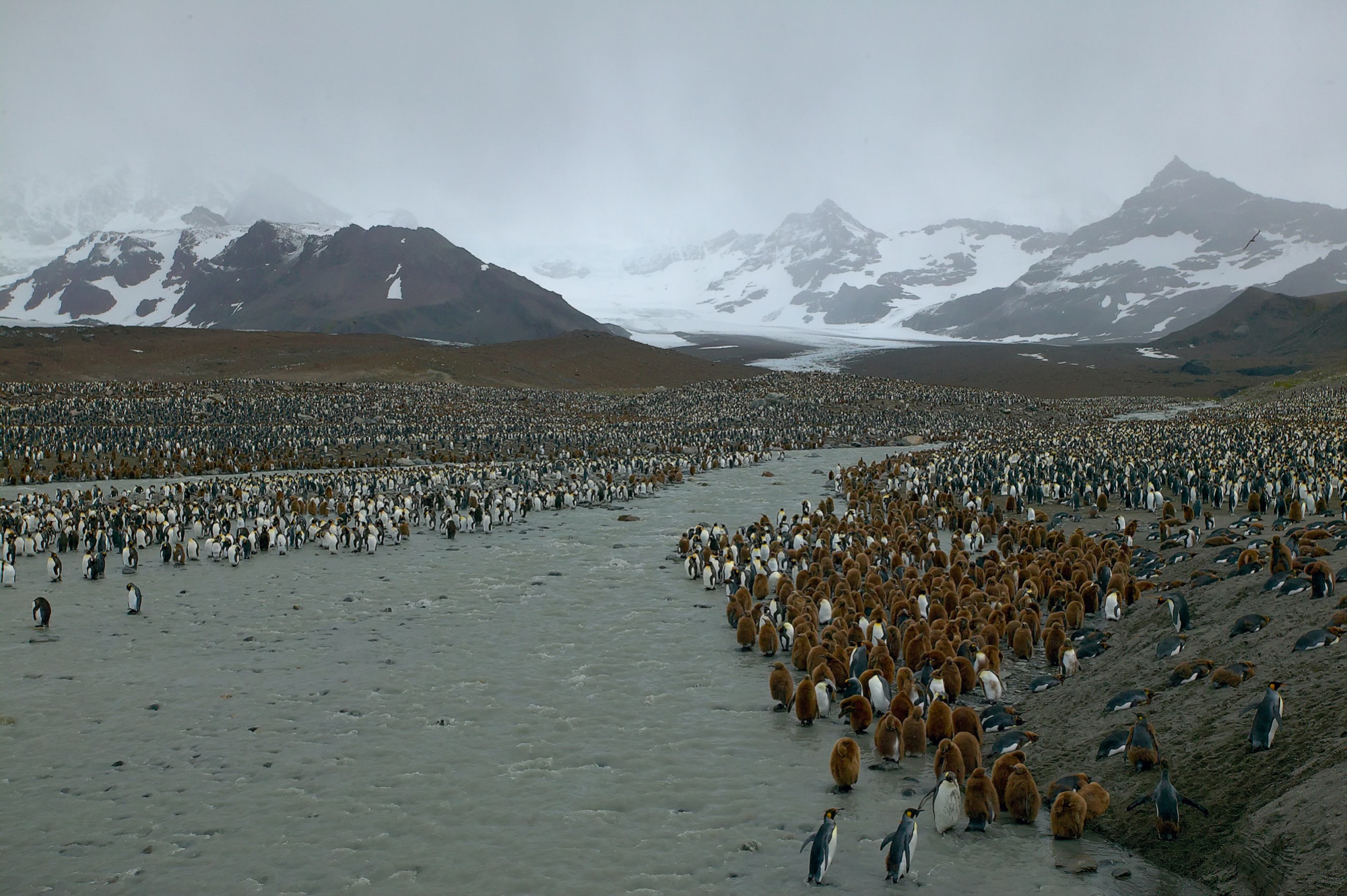 St. Andrews Bay, South Georgia