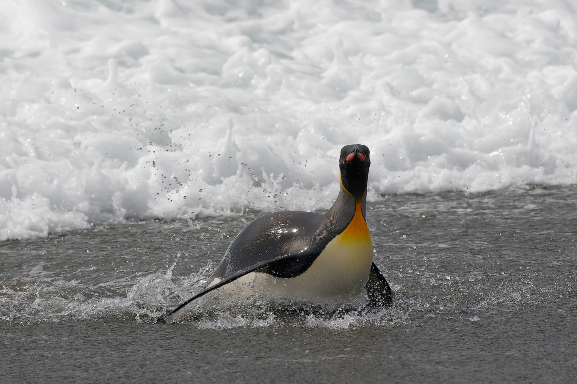 king penguin at St. Andrews Bay