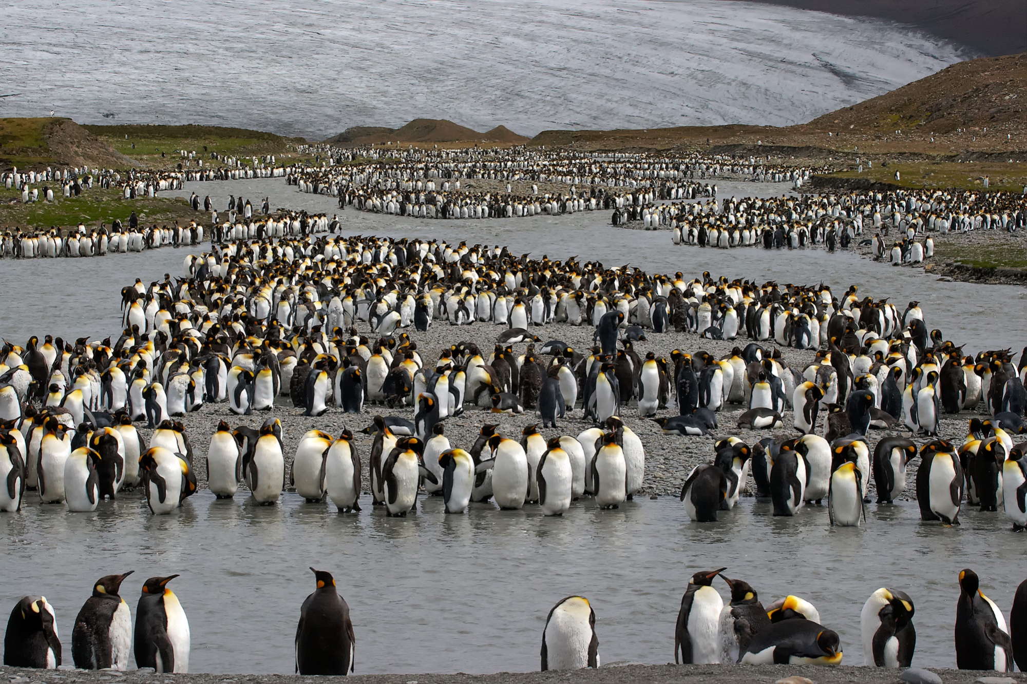 hundreds of thousands of king penguins in St. Andrews Bay, South Georgia