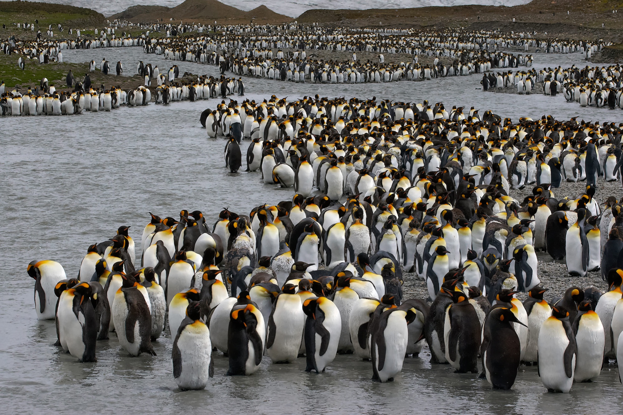 hundreds of thousands of king penguins in St. Andrews Bay, South Georgia