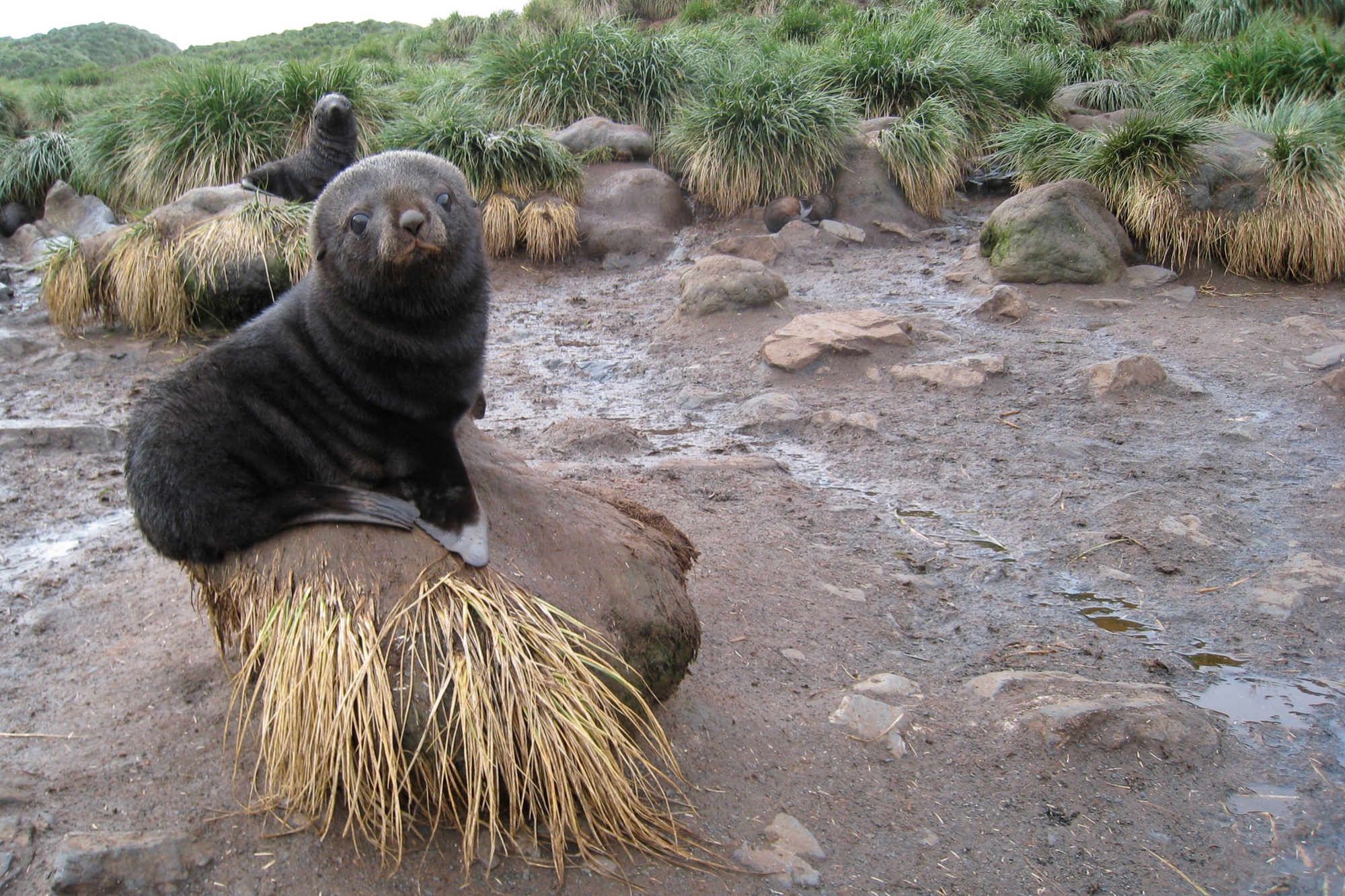 young fur seal