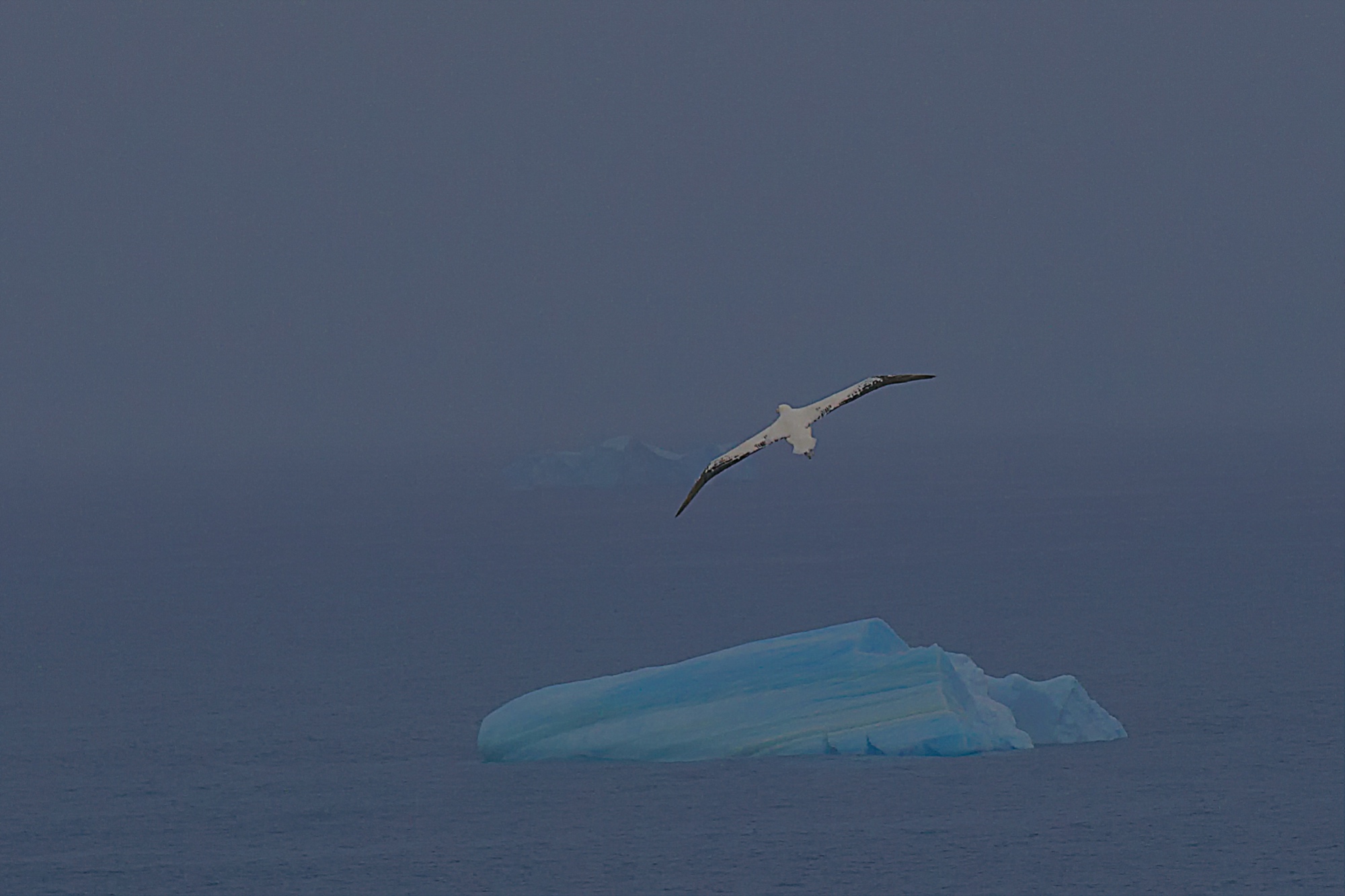 wandering albatross