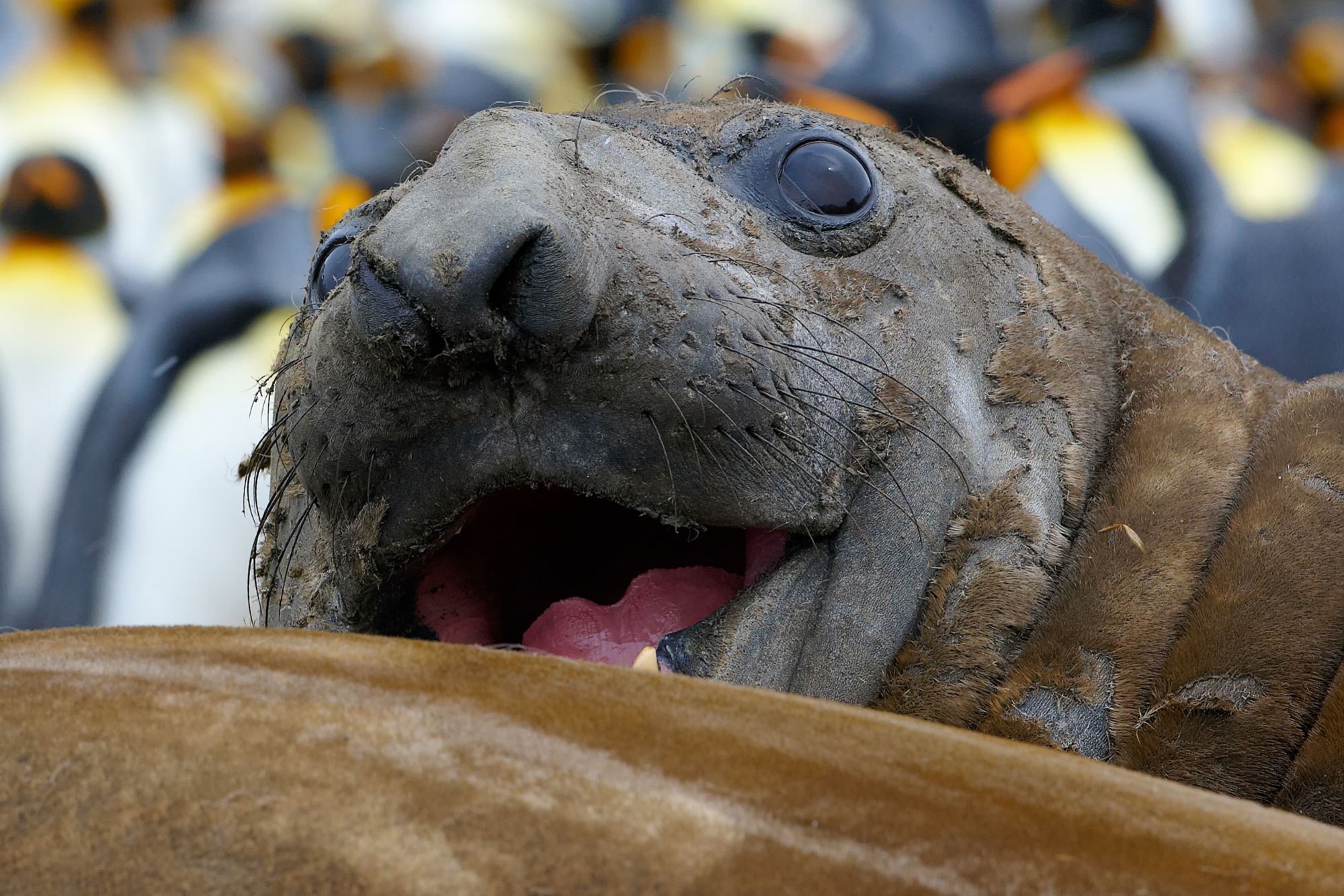 elephant seal at St. Andrews Bay, South Georgia